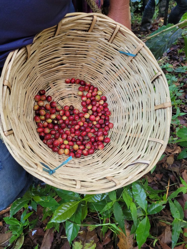 récolte de café zapatiste au Chiapas Mexique