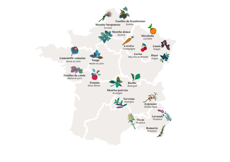 approvisionnement des plantes médicinales bio pour symples en France