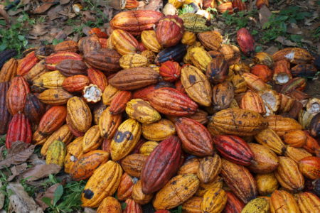 la cabosse de cacao