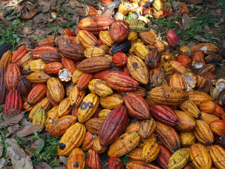 la cabosse de cacao